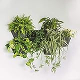 Diseña tu jardín o huerto vertical componiendo un mosaico orgánico con plantas aromáticas, hojas comestibles, planta ornamental o plantas depuradora del aire.