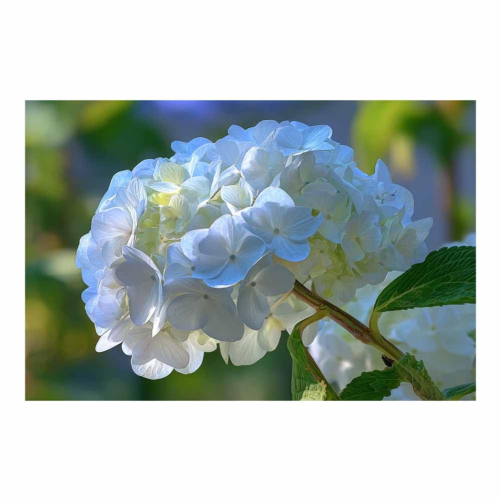 Fleurs magnifiques impression sur toile decoration murale 40x60