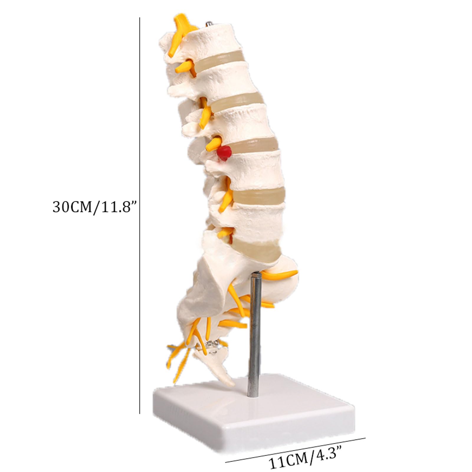 Modele Anatomiczne Model Kręgów Lędźwiowych Człowieka Anatomia Kręgów Ogonowych Dla Studentów Medycyny Materiały Dydaktyczne 4,3X11,8 Narzędzia Do Nauki,