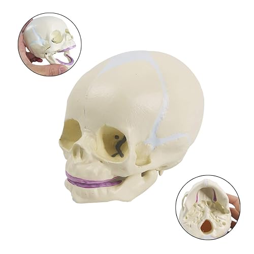 Miniatura 3 de Modelo de cráneo infantil humano, cráneo de feto de tamaño real, modelo de cráneo de bebé de anatomía para aprendizaje médico, herramienta de