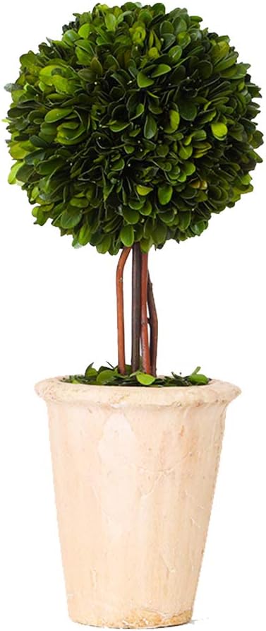 Real Preserved Boxwood Evergreen Globe Tree Topiary in Terracotta Planter Green Plant for Home Decor (Single Ball Topiary, 16 inch Tall) Single Ball Topiary 16 inches