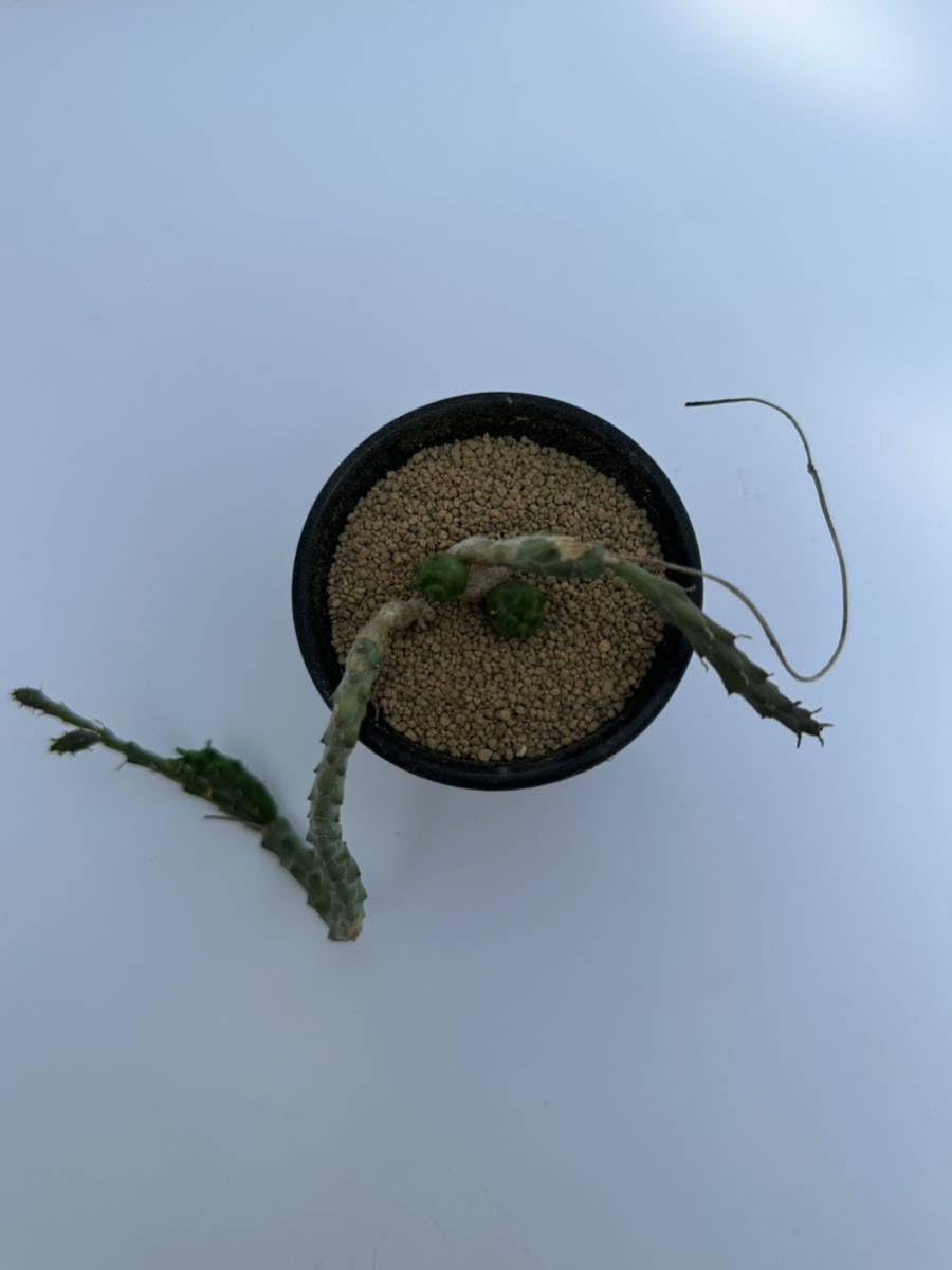 発根済 ユーフォルビア グロボーサ 玉鱗宝 Amazon.co.jp