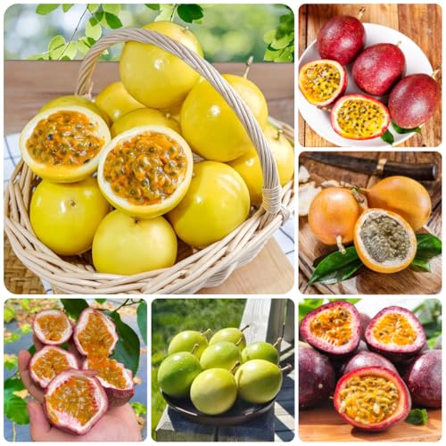 granadilla espaldera Semillas de resistentes balcón sostenibles arbustos de rápido crecimiento amantes la 420semillas