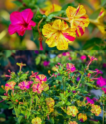 Wunderblume, mirabilis mischung