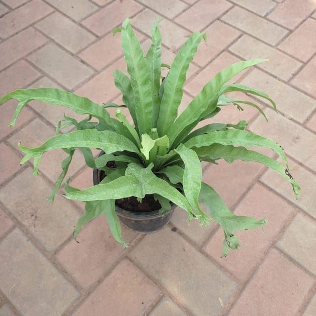 Birds -Nest Fern in 8 Inch Live Indoor Plant Nursery Pot (B0CY9Q4DD9) Amazon Price History, Amazon Price Tracker