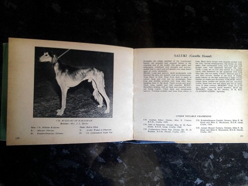 The Dumpy Pocket Book of Champion Dogs (Illustrated): Amazon.co.uk ...