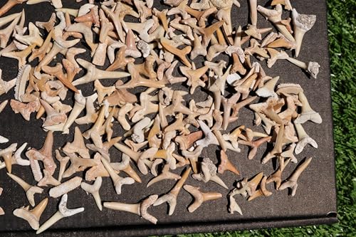 Image of Great Collection of Shark Teeth Fossil Shark Teeth Fossils for Kids Fossils from Morocco A253