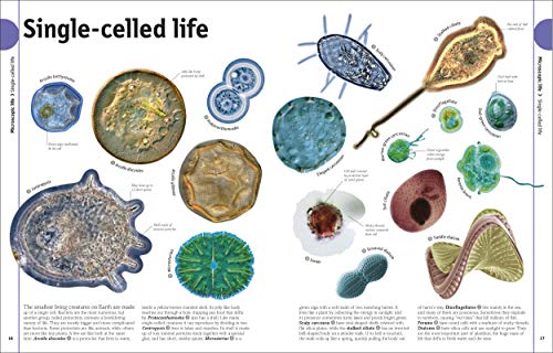 Our World in Pictures The Animal Book (DK Our World in Pictures) - Image 2