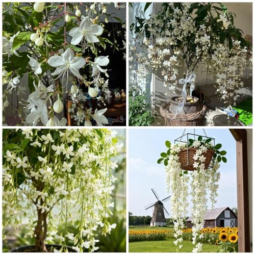 100 Climbing Jasmine Seeds for Planting – Fragrant Perennial Vine