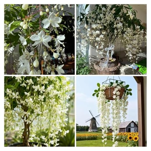 100 Climbing Jasmine Seeds for Planting – Fragrant Perennial Vine Flower Seeds, Non-GMO Heirloom, Evergreen Climbing Flowers for Garden, Balcony, Fence & Trellis