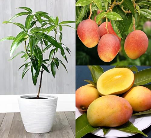 Image of sindhu Mango Tree Seedless Mango Plant For Home Garden
