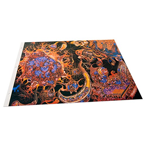 Image of Denoyer Geppert W42561 Nerve Cells and Reflex Arc,Grade: 1 to 1, 0.25 inch Height, 10 inch Wide, 12.87 inch Length
