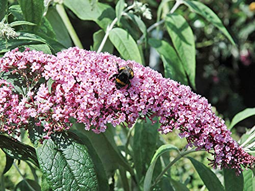 Sommerflieder Pink Delight - Buddleja davidii Pink Delight - Containerware 40-60 cm - Garten von Ehren®