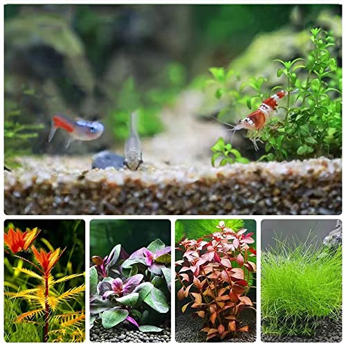 Aquarium Pflanzen Bodendecker Samen Set Aquariumpflanzen Wasserpflanzen...