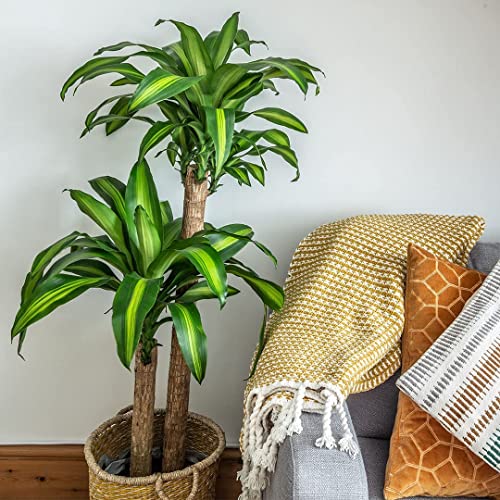 American Plant Exchange Live Dracaena Massangeana Corn Plant, Dracaena Fragrans Plant, Plant Pot For Home And Garden Decor, 10" Pot #TOP2