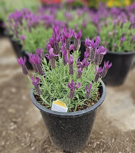 Lavandula Stoechas Plant, Spanish Lavender, Potted, 10-15 inches Tall (Dark