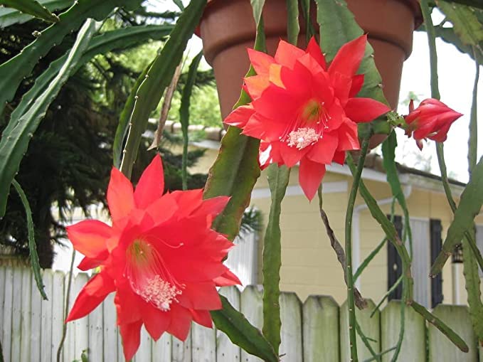 Greenvalue Brahma Kamal/Night Queen (Red) Healthy plant with Pot Pack of 1 Brahma Kamal
