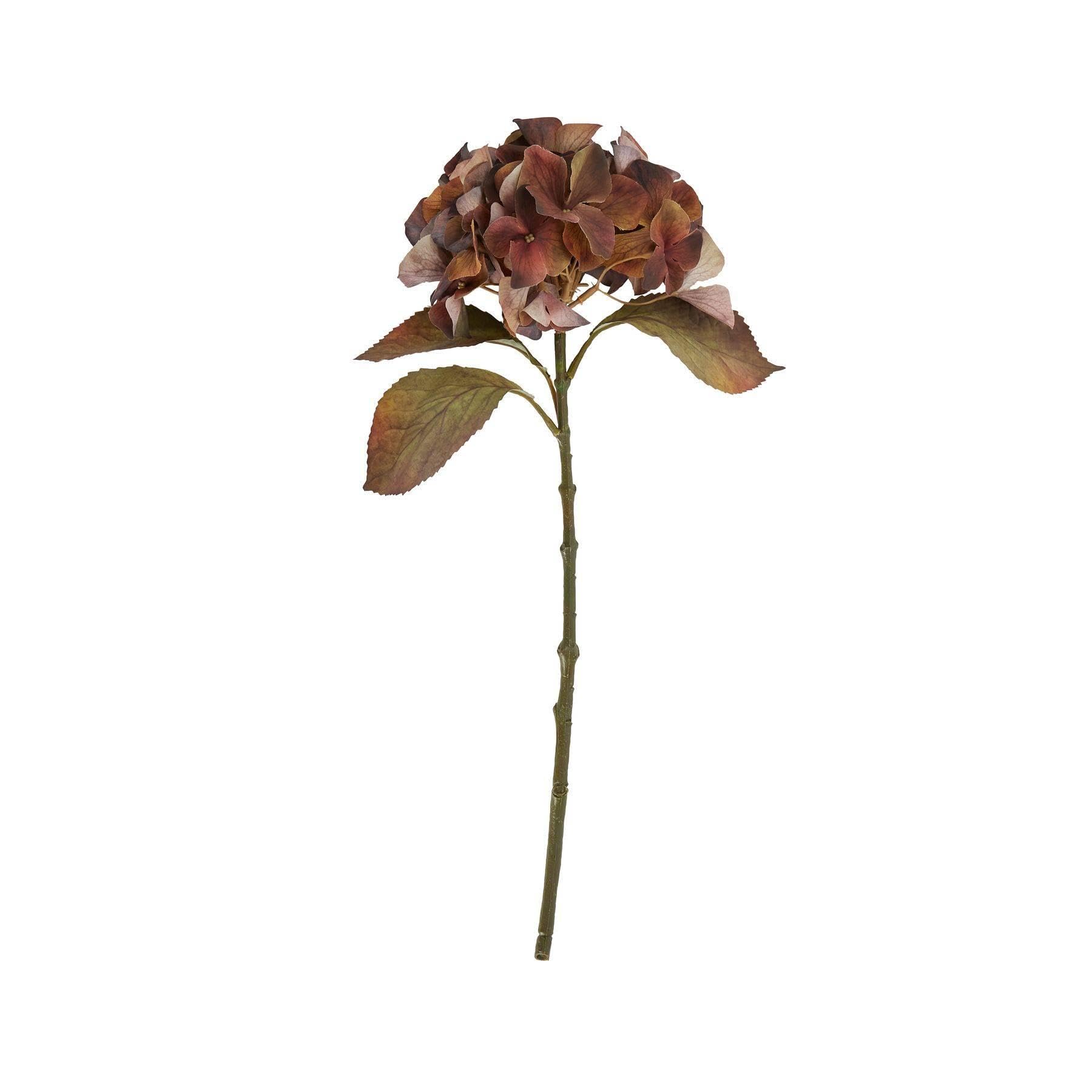 Mixed  Autumn  Browns  Single  Hydrangea  Stem from B&Q