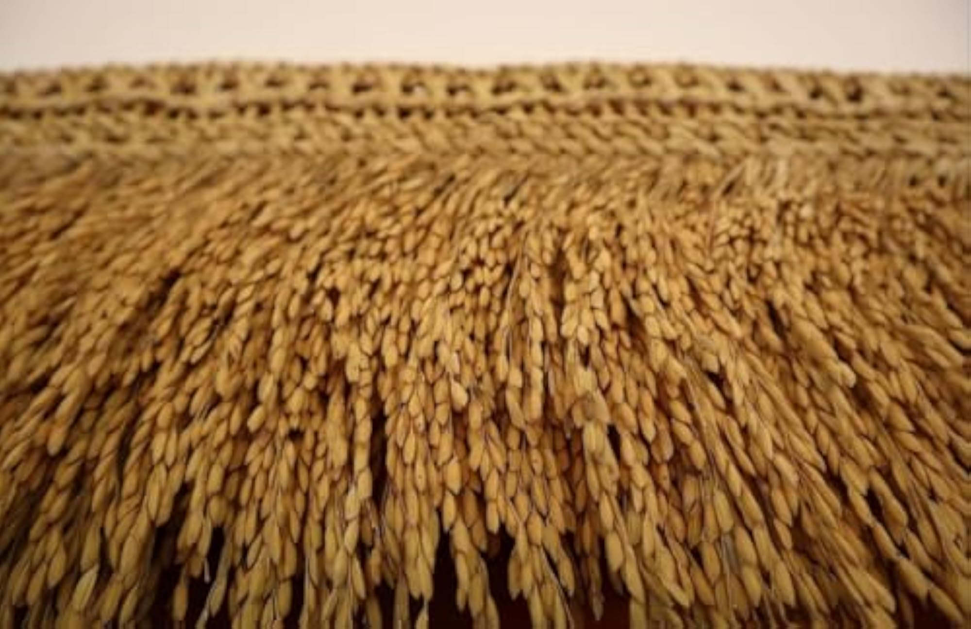 Natural Paddy Toran Door Hanging for Main Door