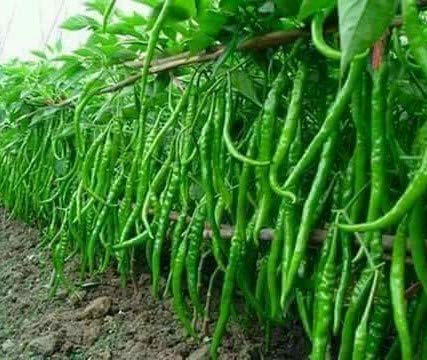 Creative Farmer Vegetable Seeds Milagai Seeds - Chilly Seeds Hybrid Vegetable Seeds Chilly Live Plant Seeds Home Garden Seeds (B07N45NQYF) Amazon Price History, Amazon Price Tracker