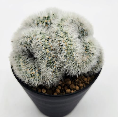 綴化」の人気商品一覧 | 安い商品を通販サイトから探す - 価格.com