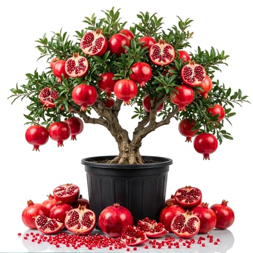 Pomegranate Tree Live Plant in 1 Gal Pot Live Sweet Pomegranate Plants 1-2 Feet Tall Sweet Fruit Tree Fast-Growing and High Yielding No to CA