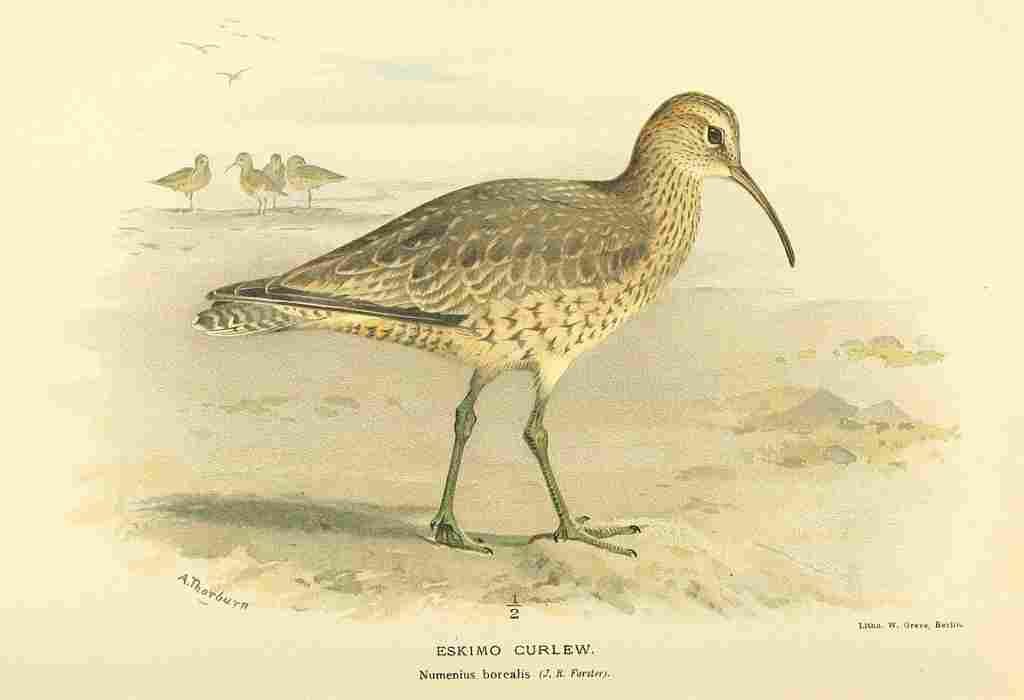 A4 Photo Thorburn Archibald 1885 Curlew Eskimo Print Poster