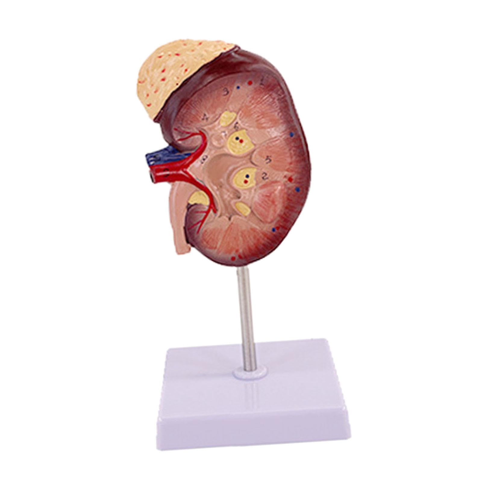 Modello Professionale Umano per L'apprendimento Della Biologia.