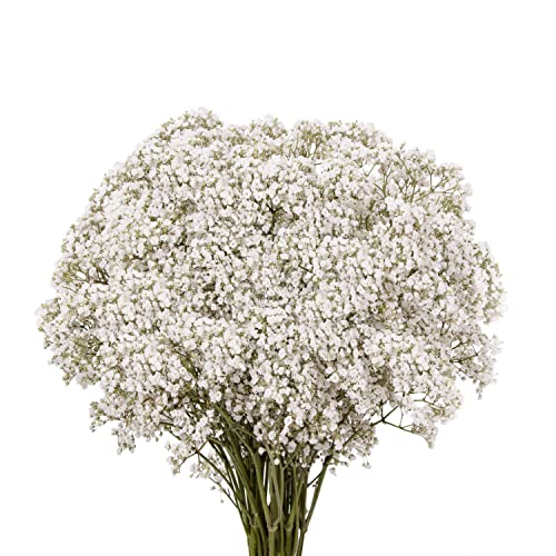 Million Star Gypsophilia (8 Bunches) #TOP30