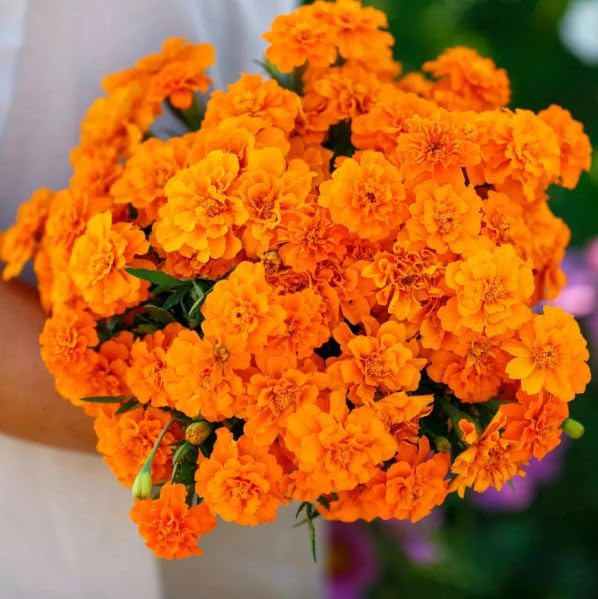 1 Pack of 300 SEEEDS French Marigold Double Tangerine Brilliant Orange