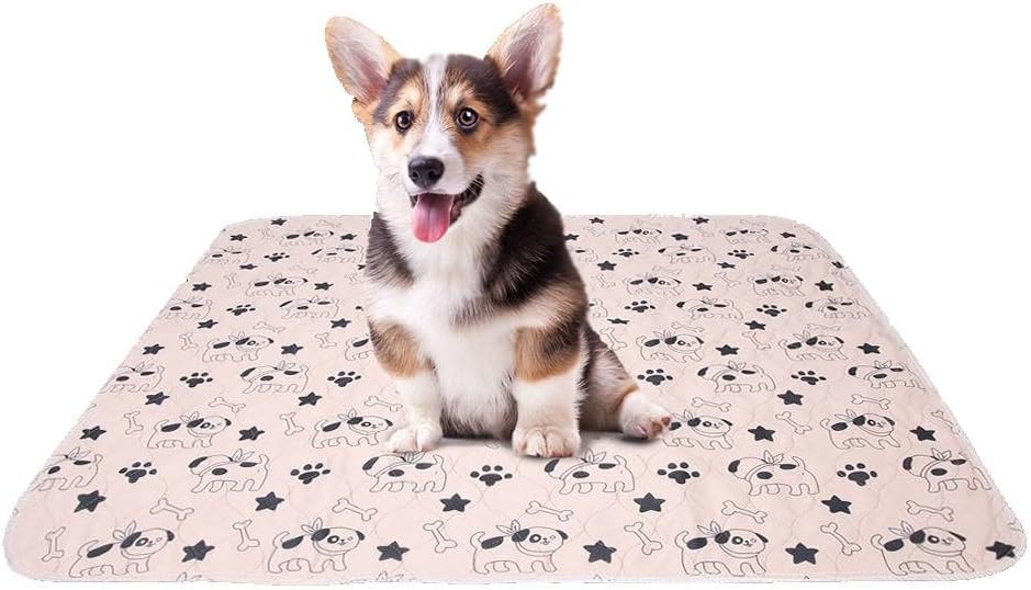 dog keeps wetting the bed