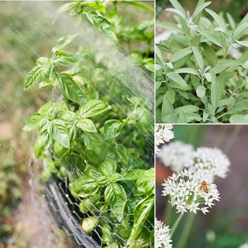 Image of Sereniseed Certified Organic Herb Seeds (20-Pack) - Non GMO, Heirloom - Seed Starting Video - Basil, Cilantro, Oregano, Thyme, Parsley, Lavender, Chives, Sage, Dill Seeds for Indoor & Outdoor Planting