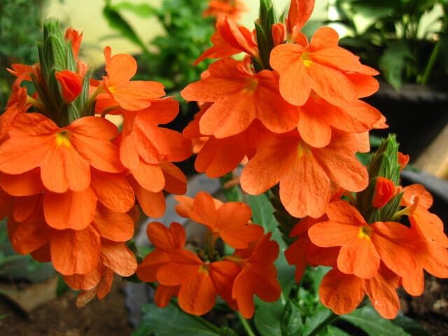 Crossandra infundibuliformis firecracker flower kanakambaram/kanakambara/Aboli light Orange Live Plant