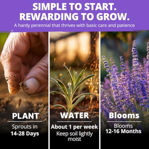 Image of HOME GROWN Non GMO English Lavender Seeds 1,500+ Wildflower Seed for Planting Indoor /Outdoor, High Germination, Plant Flower Seeds (Lavandula antustifolia)