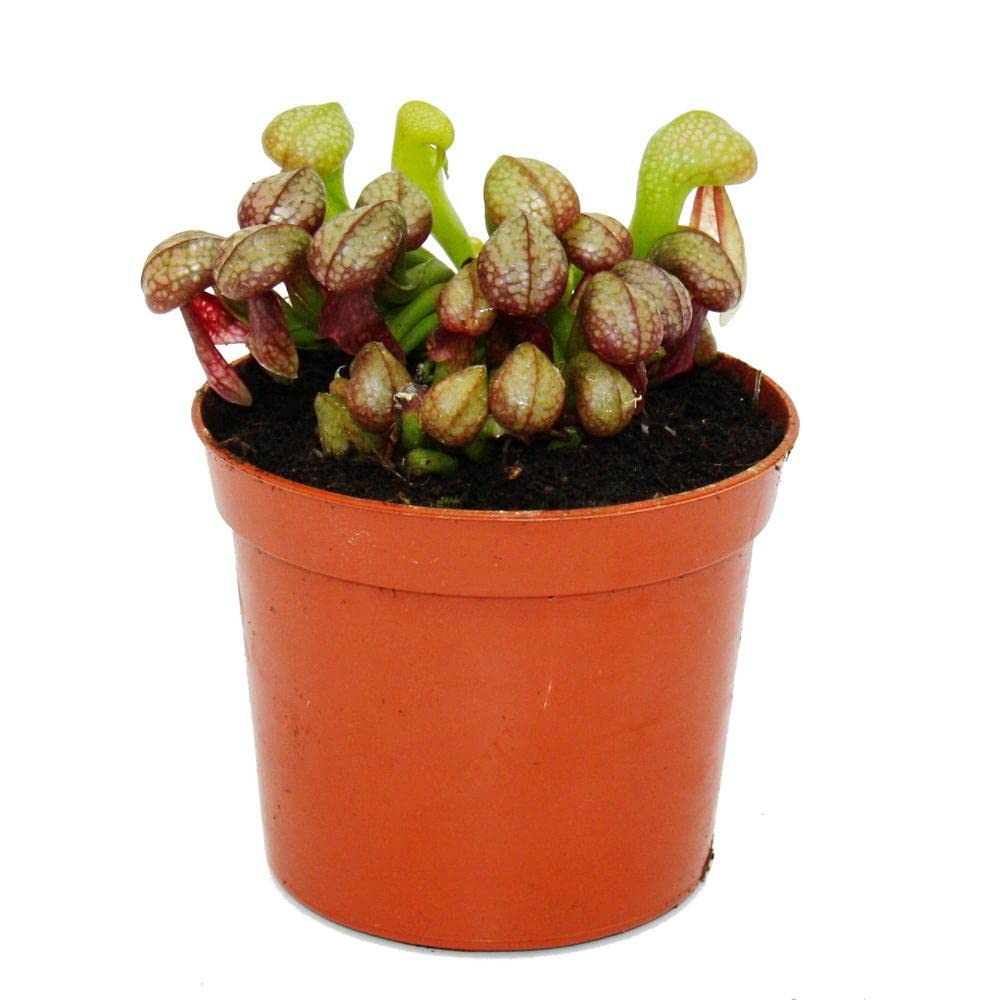 Exotenherz - Fleischfressende Pflanze - Kobralilie - Darlingtonia californica - 9cm Topf - RaritätL8