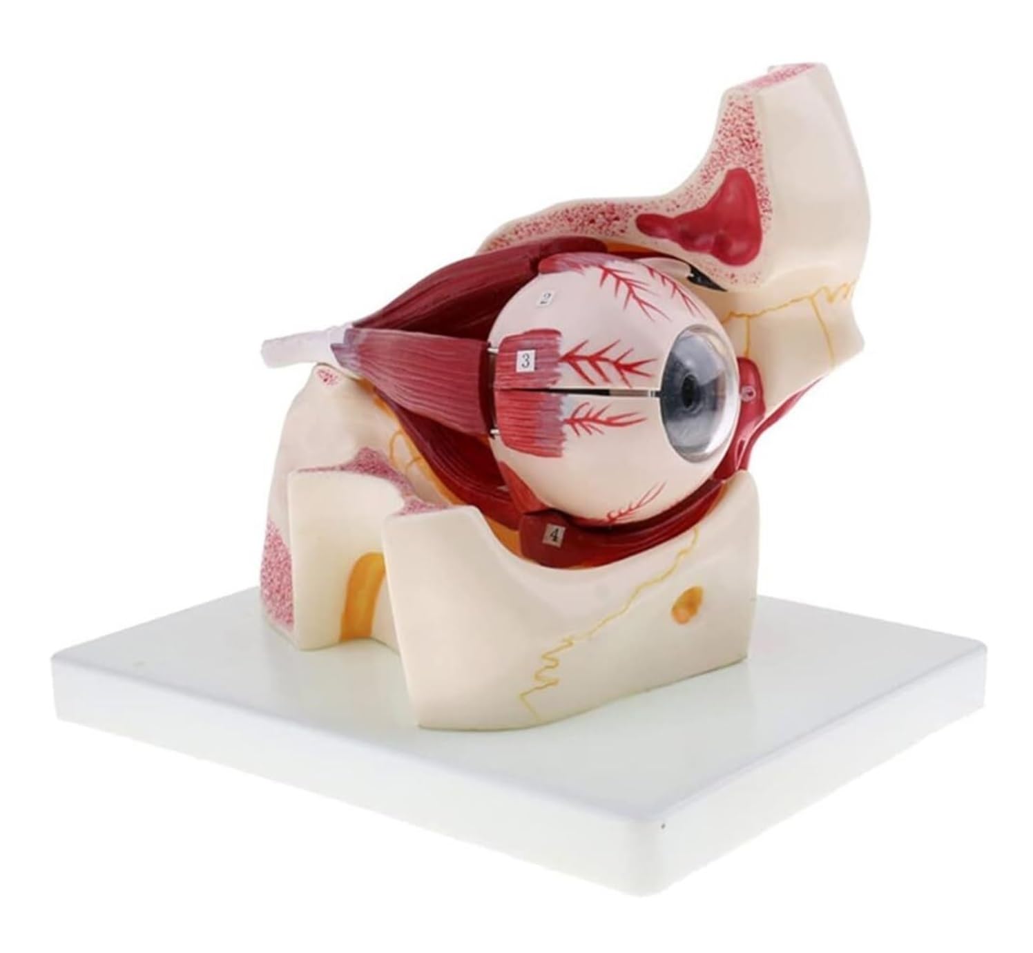 眼球医療用模型 51IEm6uWBCL._AC_UF894,