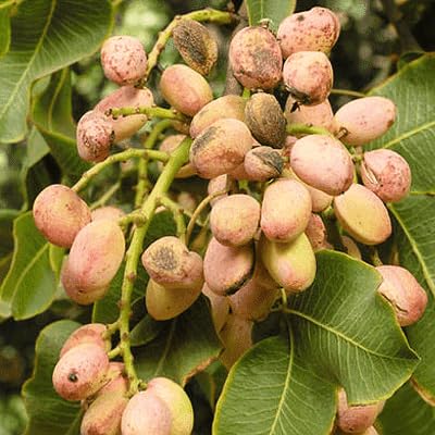 Pistachio, Pista Seeds Seeds for Growing-(10 Seeds)-image-9