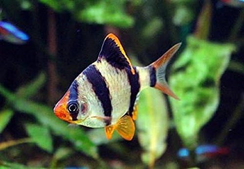 Aquarium Plants Discounts Pair of Tiger Barbs 1-1.5 Inches - Freshwater Live Tropical Fish