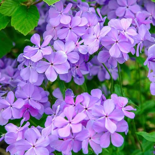 Blue Moon Phlox Seeds