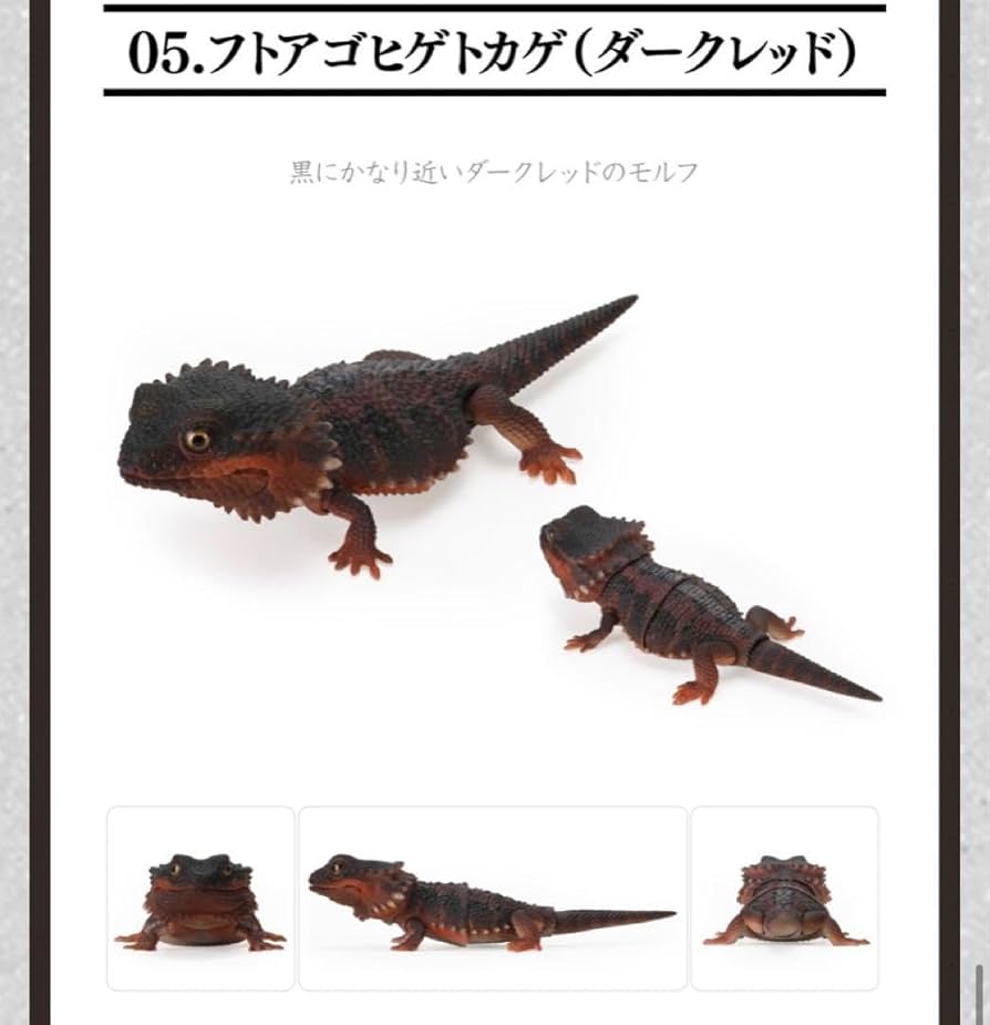 Amazon.co.jp: いきもの大図鑑 レプティ フトアゴヒゲトカゲ