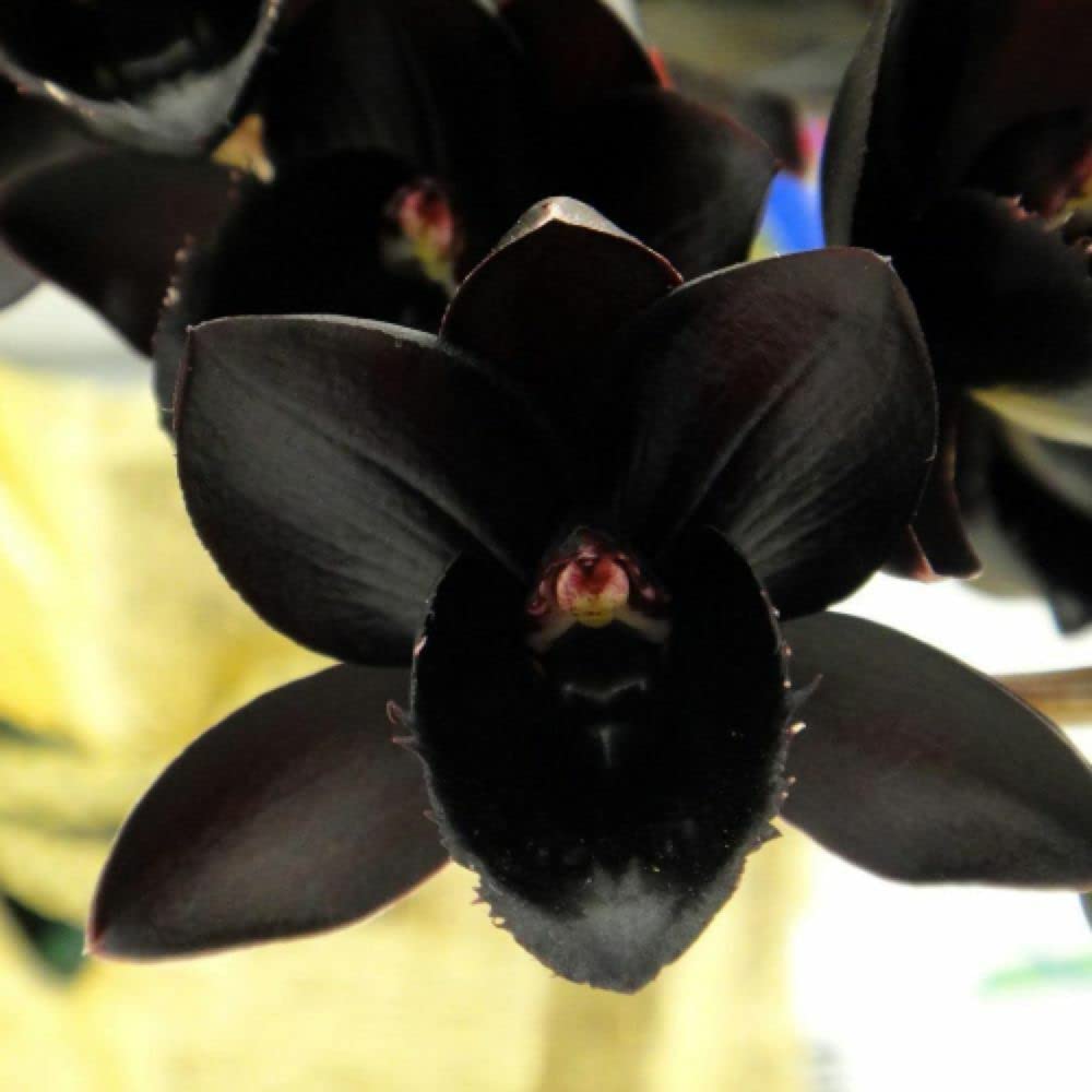 Amazon.com : Generic 40pcs Phalaenopsis Orchid Flower Seeds Black