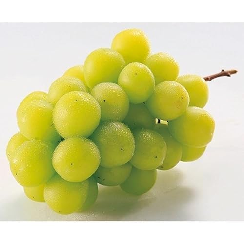 和歌山県産 シャインマスカット 2房入り[秀品][MG23]