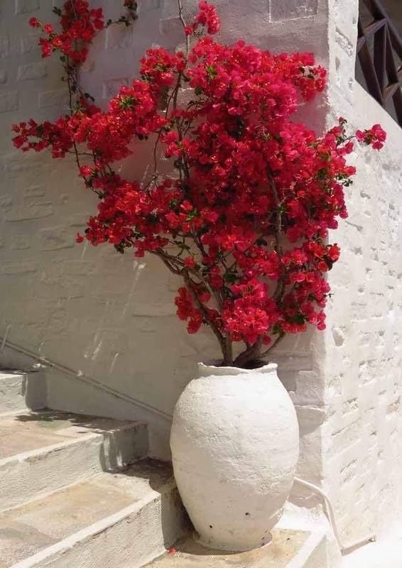 Flame red bougainvillea Pack fo 1-image-36