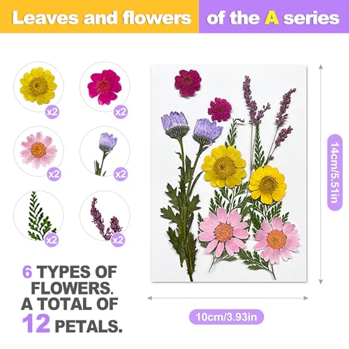 Set de flores prensadas reales 24 piezas para manualidades miniatura 2