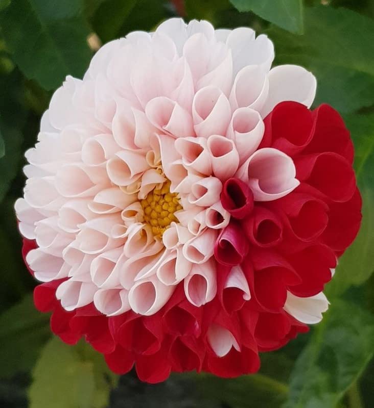 See full amazon price history chart for Radha Krishna Agriculture® Draft Dahlia Good Luck Plant Flower Bulbs For Outdoor And Indoor Gardening Pack of 1 Bulb Radha Krishna Agriculture® Draft Dahlia Good Luck Plant Flower Bulbs For Outdoor And Indoor Gardening Pack of 1 Bulb (B0B3XD7YBV) Amazon Price History, Amazon Price Tracker