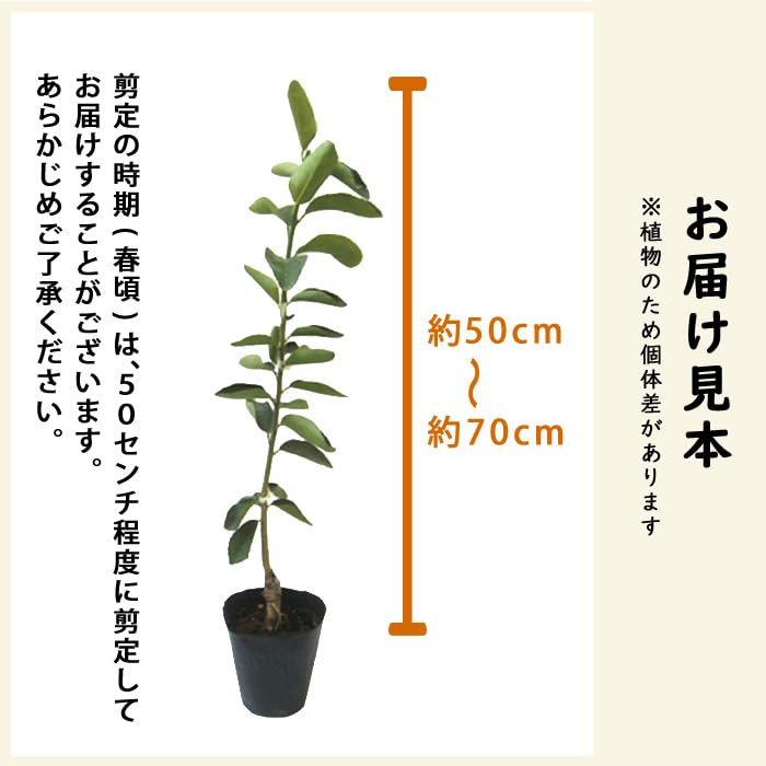 Amazon.co.jp: みかん 苗木 とげなし せとか 15cmポット 接木苗 柑橘