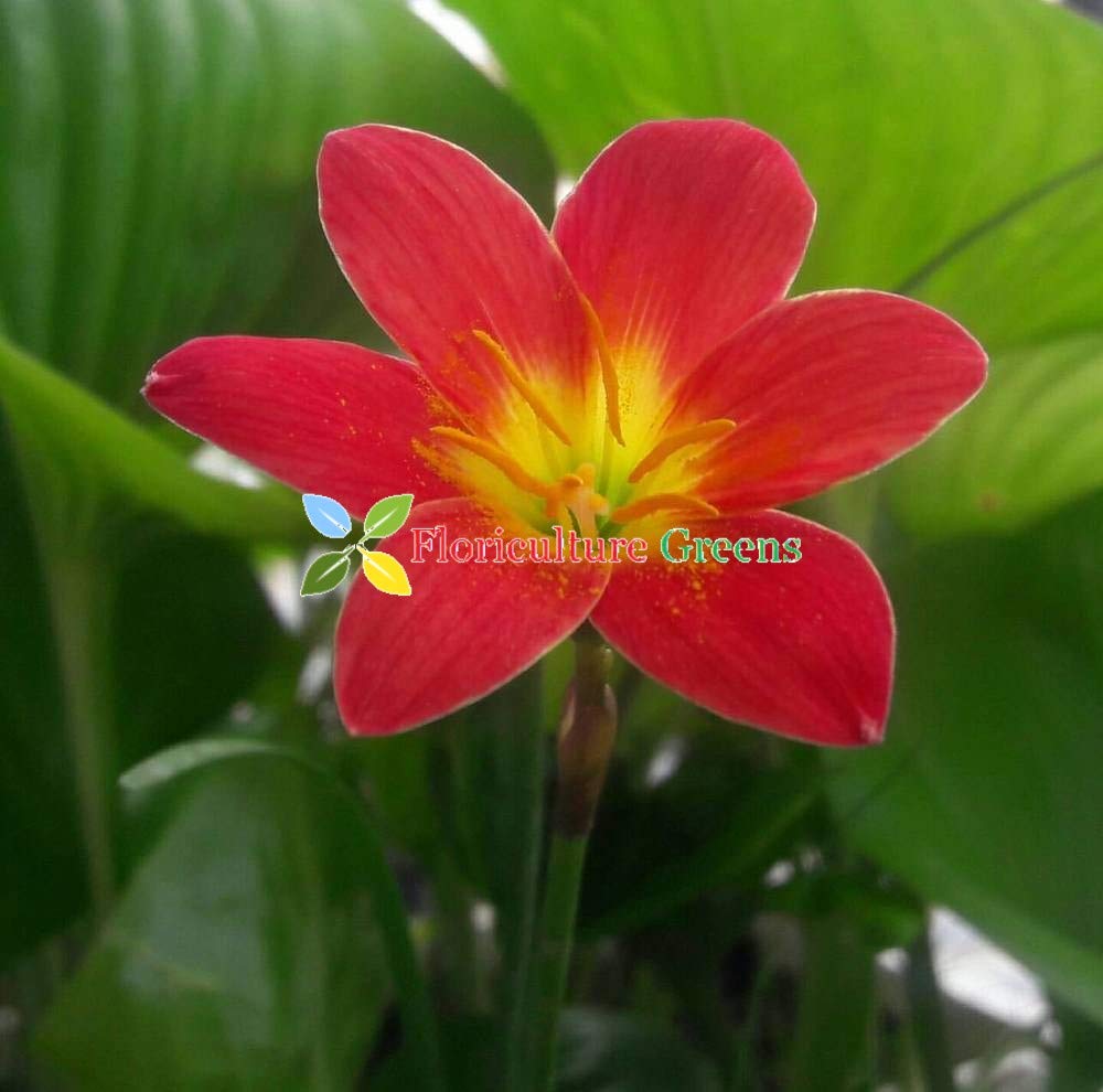 Floriculture Greens Imp. Rain lily/Zephyranthes Saffron Flower Bulbs