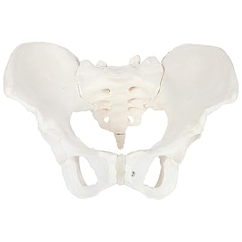 Myaskro Pelvis Model Female (Adult) Real Human Pelvis Skeleton