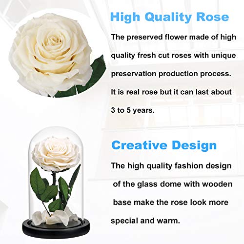 Preserved Rose White Roses In Glass Dome, Long Lating Rose Real Roses Never Withered Flower Gifts For Her, Valentine's Day, Mother's Day, Birthday, Christmas Medium #TOP2