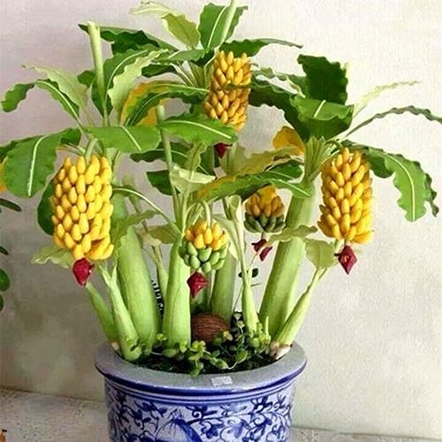 100 Unids Raras Semillas de Árbol de Plátano Enano Mini Bonsai Exóticas Plantas de Frutas de Jardín para la Plantación de Jardín